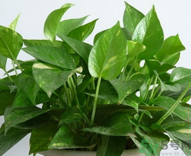 客廳放什么植物好？客廳植物選什么好？