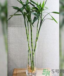 客廳放什么植物好？客廳植物選什么好？