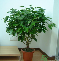 客廳放什么植物好？客廳植物選什么好？