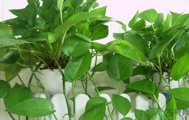 臥室放什么植物好？臥室植物放什么好？