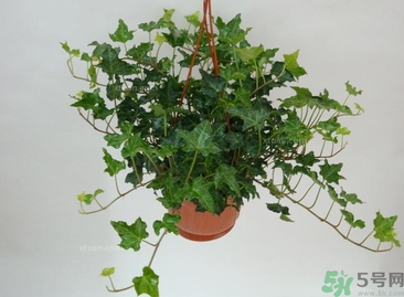 臥室放什么植物好？臥室植物放什么好？
