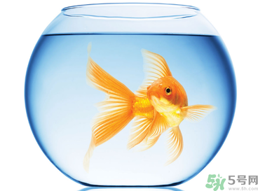 家里養(yǎng)魚(yú)好嗎？家里養(yǎng)魚(yú)有什么講究？