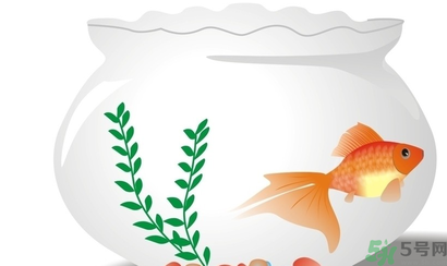 家里養(yǎng)魚(yú)好嗎？家里養(yǎng)魚(yú)有什么講究？