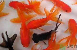家里養(yǎng)什么魚好？家里養(yǎng)魚幾條最好？