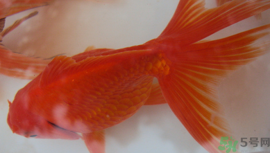 家里養(yǎng)什么魚好？家里養(yǎng)魚幾條最好？