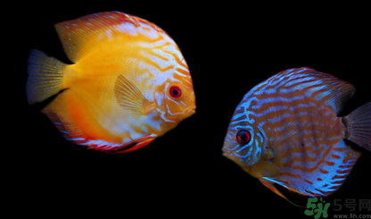 家里養(yǎng)什么魚好？家里養(yǎng)魚幾條最好？