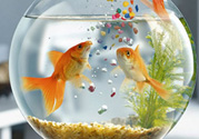 家里養(yǎng)魚好嗎？家里養(yǎng)魚有什么講究？