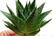 什么植物吸收甲醛最好？吸收甲醛的室內(nèi)植物