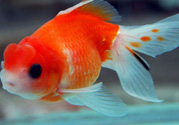 家里養(yǎng)什么魚好？家里養(yǎng)魚幾條最好？