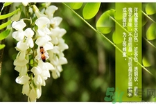 洋槐蜜是什么？洋槐蜜的作用與功效有哪些？