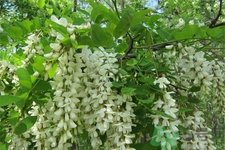 洋槐蜜的鑒別方法是什么？洋槐蜜多少錢一斤？