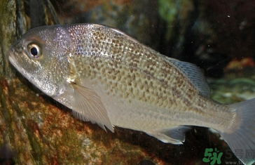 魚眼睛可以吃嗎？吃魚眼睛有什么好處？