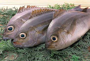 魚眼睛可以吃嗎？吃魚眼睛有什么好處？