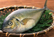 吃魚眼睛對(duì)眼睛有好處嗎？吃什么魚對(duì)眼睛好？