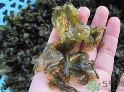 地皮菜是發(fā)物嗎？地皮菜的功效與禁忌
