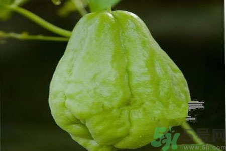 佛手瓜的功效與作用是什么？佛手瓜的營養(yǎng)價(jià)值有哪些？