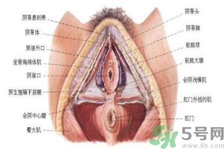 外陰瘙癢怎么回事？外陰瘙癢的原因是什么？