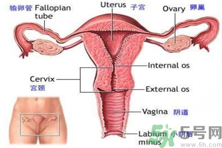引起外陰瘙癢的疾病有哪些？治療外陰瘙癢的偏方有哪些？
