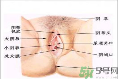 引起外陰瘙癢的疾病有哪些？治療外陰瘙癢的偏方有哪些？