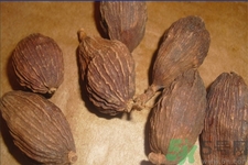 草果是什么？草果的功效與作用