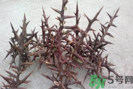 皂角刺的藥用價(jià)值是什么？皂角刺的功效與作用有哪些？