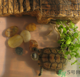 家里養(yǎng)烏龜好不好？家里養(yǎng)烏龜有什么講究？
