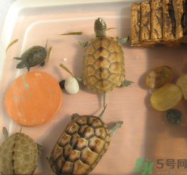 家里養(yǎng)烏龜好不好？家里養(yǎng)烏龜有什么講究？