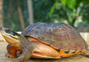 家里養(yǎng)烏龜好不好？家里養(yǎng)烏龜有什么講究？