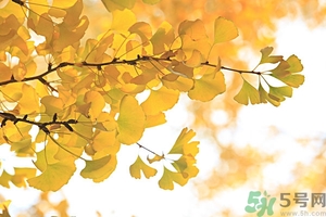 秋燥吃什么好？秋燥怎么辦？