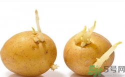 土豆發(fā)芽了還能吃嗎？發(fā)芽的土豆吃了會怎么樣？