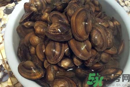 如何挑選河蚌？河蚌的營養(yǎng)價值？