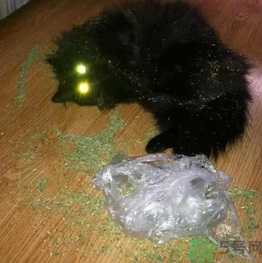 貓薄荷怎么用？貓薄荷和薄荷的區(qū)別