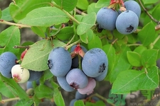 藍(lán)莓怎么洗？藍(lán)莓可以怎么吃？