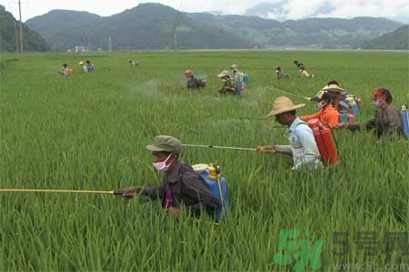 如何去除蔬菜上農(nóng)藥殘留？清洗農(nóng)藥小竅門有哪些？