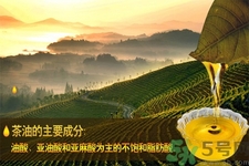 茶油是什么？茶油怎么吃？