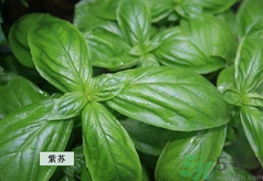 孕婦可以吃紫蘇嗎？孕婦吃紫蘇的好處及注意事項