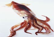 魷魚(yú)怎么處理？干魷魚(yú)怎么泡發(fā)？