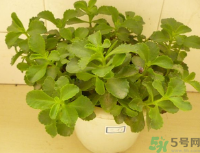 救心菜怎么吃？救心菜的吃法