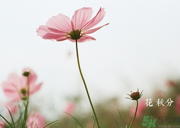 秋分吃什么？秋分吃什么水果？