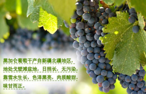 黑加侖皮能吃嗎？黑加侖皮的功效