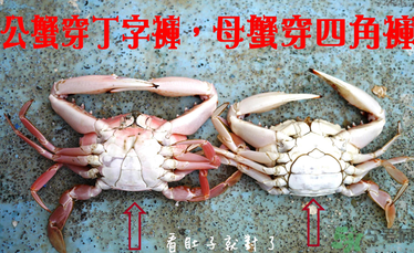九月份吃公蟹還是母蟹？公蟹和母蟹哪個更好吃？