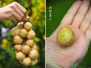 吃龍功果會(huì)上火嗎？龍功果的功效