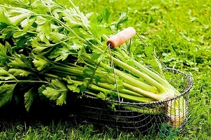 芹菜汁能去斑嗎？芹菜汁可以做面膜嗎？
