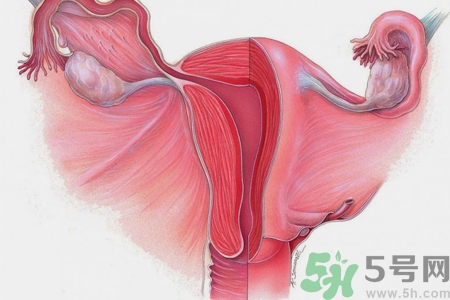子宮移位的原因是什么？子宮移位的癥狀有哪些？