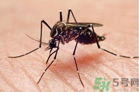 寨卡病毒是如何傳播的？寨卡病毒傳播途徑是什么？