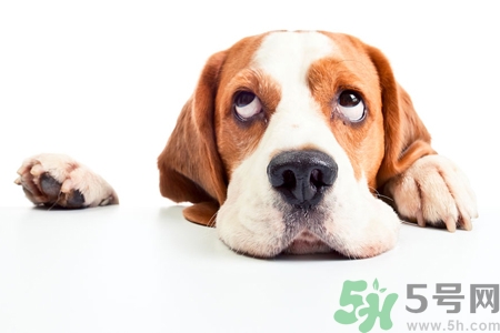 被狗咬出血怎么辦？被狗咬了沒(méi)出血怎么辦？