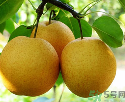 吃梨會(huì)發(fā)胖嗎？吃梨子有什么好處？