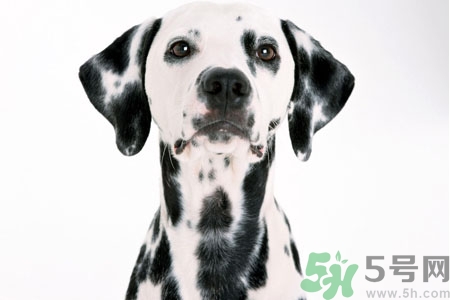 狗狗怎么訓(xùn)練？狗狗怎么喂養(yǎng)？
