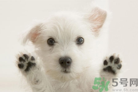 狗狗咳嗽怎么回事？狗狗咳嗽怎么辦？