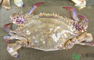 河蟹死了還能吃嗎？河蟹死了多久還能吃？